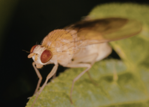 Spontaneous ovulation control by ovary-to-neuron relaxin signaling in Drosophila